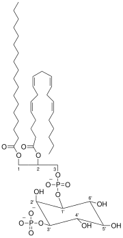 Thumbnail for Phosphatidylinositol 3-phosphate