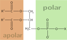 Phospholipid.svg