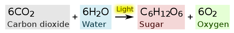 800px-Photosynthesis_equation.svg.png