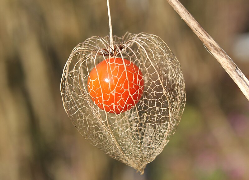 File:Physalis alkekengi fruit.jpg