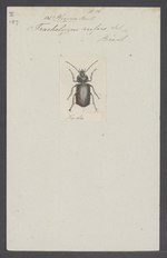 Physea - Cetak - Iconographia Zoologica - Koleksi Khusus Universitas Amsterdam - UBAINV0274 010 12 0005.tif