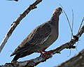 Picazuro Pigeon (Patagioenas picazuro) - Flickr - Lip Kee.jpg