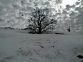 PikiWiki Israel 38188 A tree in the snow-on the way to the chermon...jpg