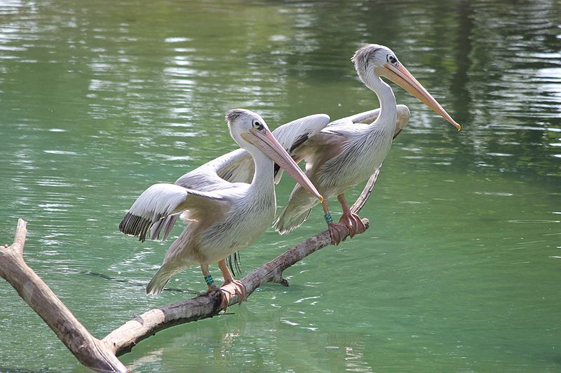 File:Pink-backed Pelican (30).jpg