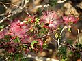 Thumbnail for Calliandra eriophylla