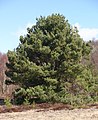 Pinus-sylvestris-phenotype 3.JPG
