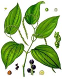 An illustration of the plant that produces black pepper.