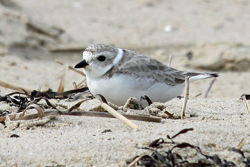 File:Piping Plover - Flickr - GregTheBusker (2).jpg