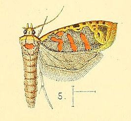 Sanguinograptis albardana