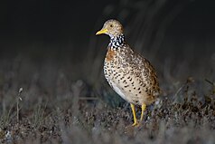 Picture of the Day (25 May 2024): Plains-wanderer[a][b]