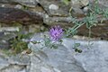 * Nomination Centaurea flower at Asen's Fortress --Kritzolina 09:24, 29 September 2018 (UTC) * Decline  Oppose Too shallow DoF --Poco a poco 15:42, 29 September 2018 (UTC)