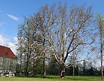 Plane tree in the Viktring Abbey Park