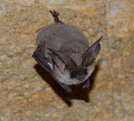 Grey long-eared bat