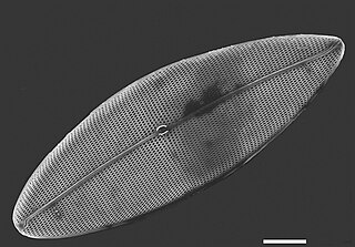 <i>Pleurosigma pacificum</i> Species of diatom