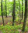 Un bosque con un banco junto a un arroyo en el fondo.