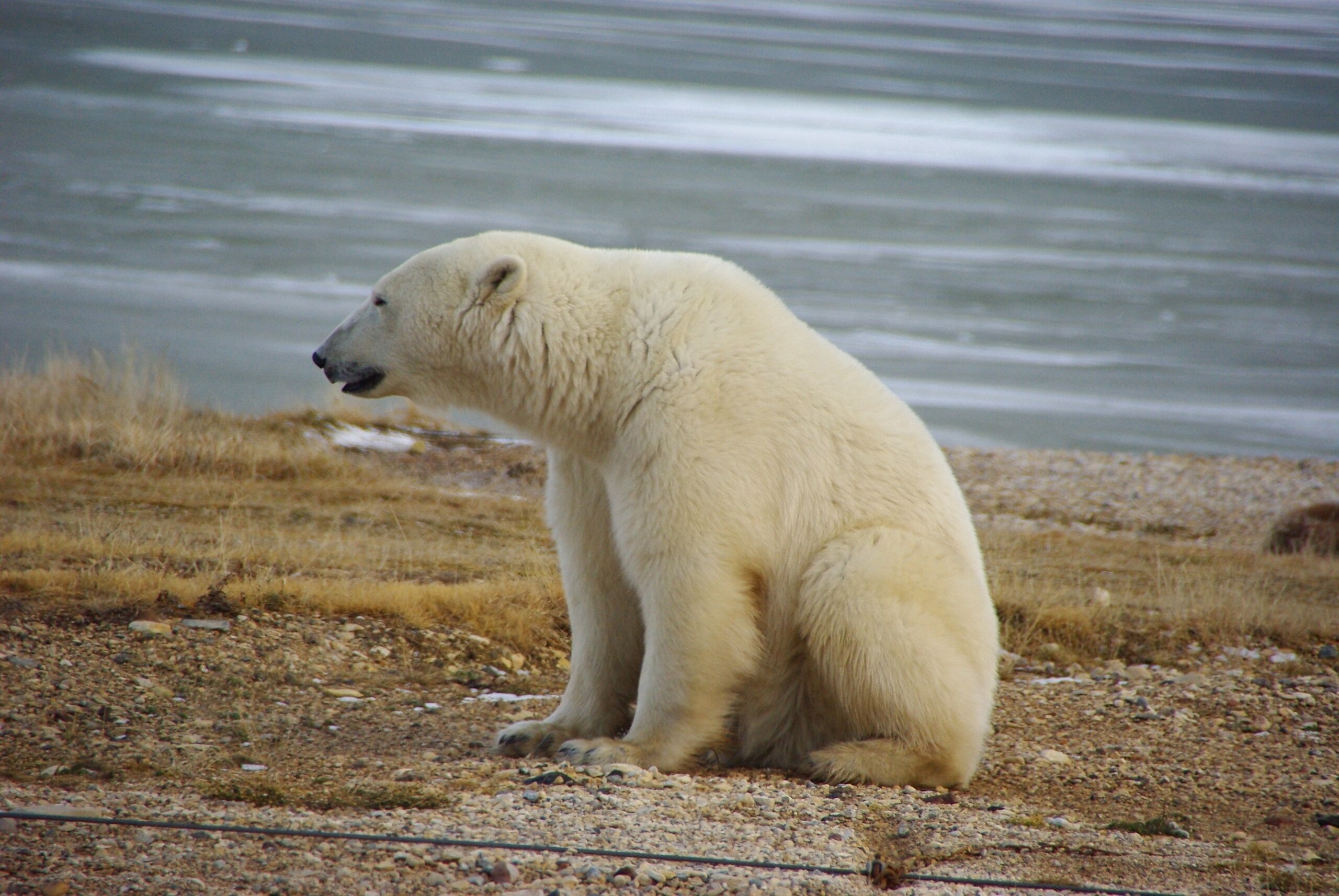 File:Polar Bear Sitting (6292639587).jpg - Wikimedia Commons