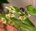 Visited by Polistes gallicus