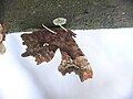 Polygonia c-album