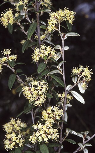 <i>Pomaderris parrisiae</i> Species of plant