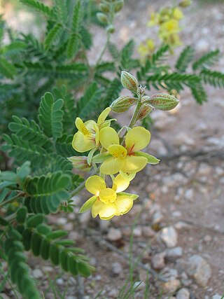 <i>Pomaria jamesii</i> Species of legume