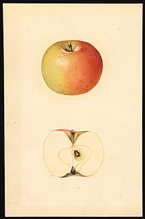 Sturmer Pippin Apple cultivar