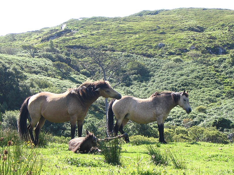 File:Poneys Connemara.JPG