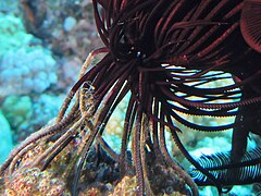 File:Pontiometra andersoni - Cod Hole 02.jpeg (Category:Echinoderms of Queensland)