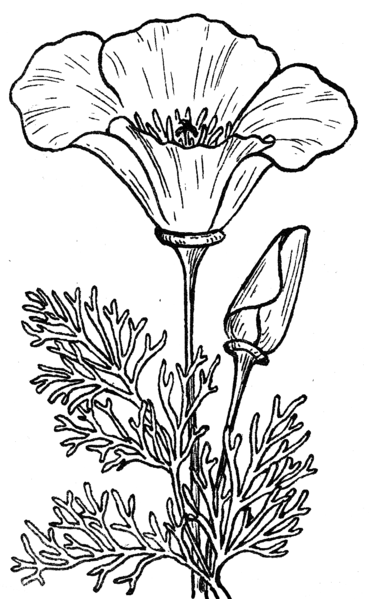 File:Poppy (PSF).png