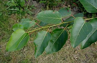 Populus trichocarpa poplar