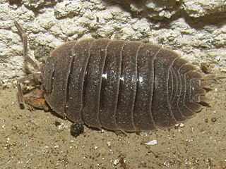 Porcellio dilatatus