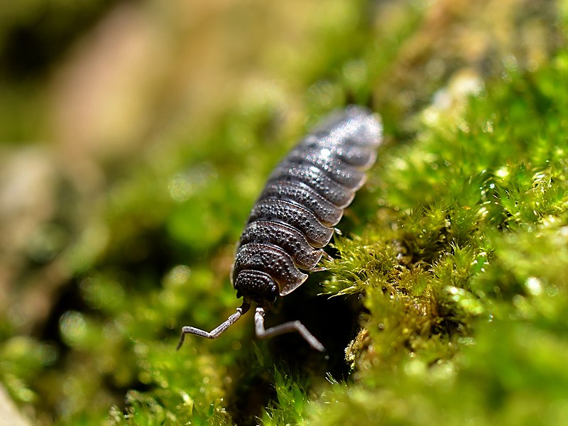 File:Porcellio scaber (habitus).jpg