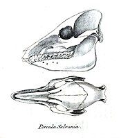 Porcula skull.jpg