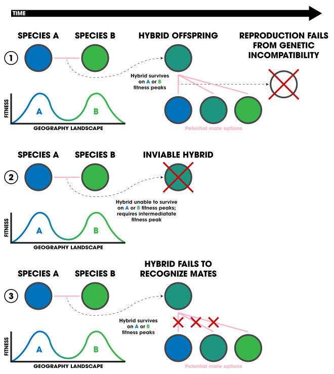 Three forms of ecologically-based post-zygotic isolation: 1. Ecologically-independent post-zygotic isolation. 2. Ecologically-dependent post-zygotic isolation. 3. Selection against hybrids.