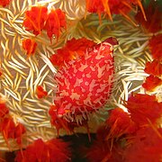 Primovula roseomaculata