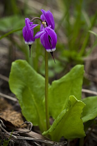 <i>Primula frigida</i> Species of flowering plant