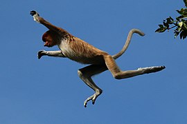 Proboscis monkey (Nasalis larvatus) jumping.jpg
