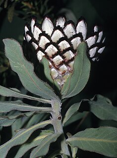 <i>Protea holosericea</i> Species of flowering plant in the family Proteaceae