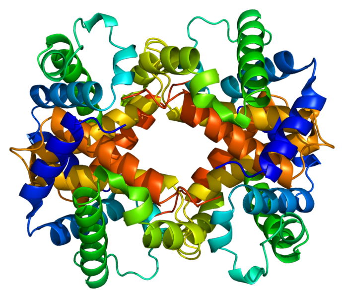 File:Protein HBD PDB 1a00.png