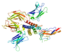 Protein IL2RB PDB 2b5i.png
