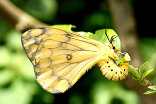 <i>Pseudaphelia apollinaris</i> Species of moth