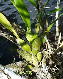 Pseudobulb of Prosthechea fragrans Pseudobulbe.jpg