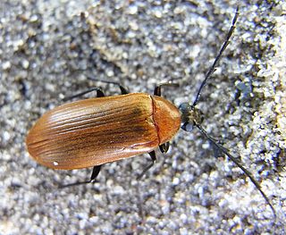 <i>Pseudocistela</i> Genus of beetles