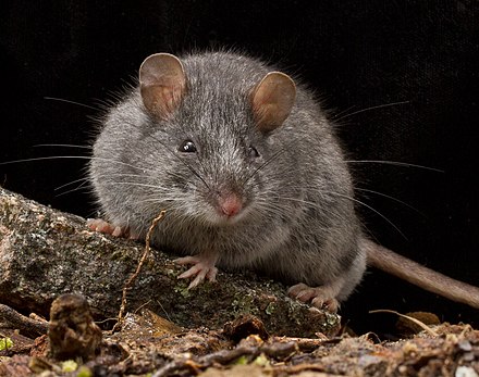 Почему мышь назвали мышью. Pseudomys fumeus. Мышь. Дымчатая мышь. Мышка животное.