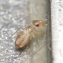 Psyllipsocus ramburii - Baerum, Norway 2022-06-28 (01).jpg