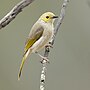 Thumbnail for White-plumed honeyeater