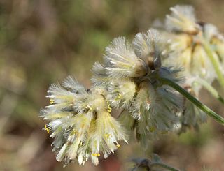 <i>Ptilotus auriculifolius</i> Species of grass-like plant