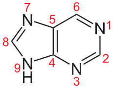 Purine