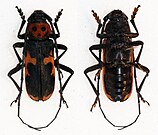 Purpuricenus dalmatinus - Flickr - Bennyboymothman.jpg