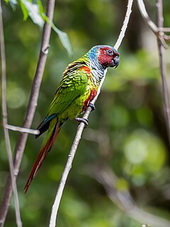 Description de l'image Pyrrhura pfrimeri Goias Parakeet, São Domingos, Goiás, Brazil.jpg.