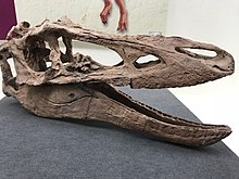 Qianzhousaurus Skull.jpg